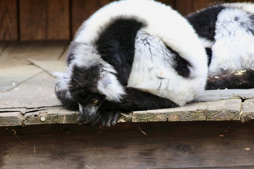 Besuch im Affenpark Strau&szlig;berg