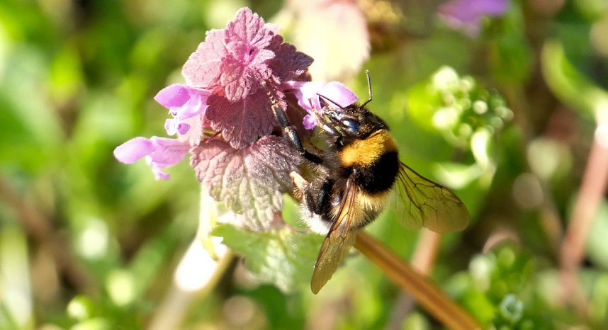 Summender Fr&uuml;hling 