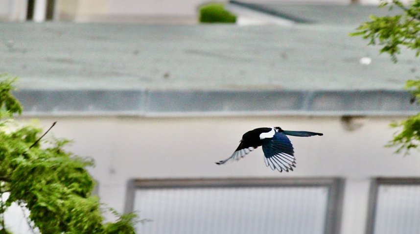 Wer ist hier der J&auml;ger?