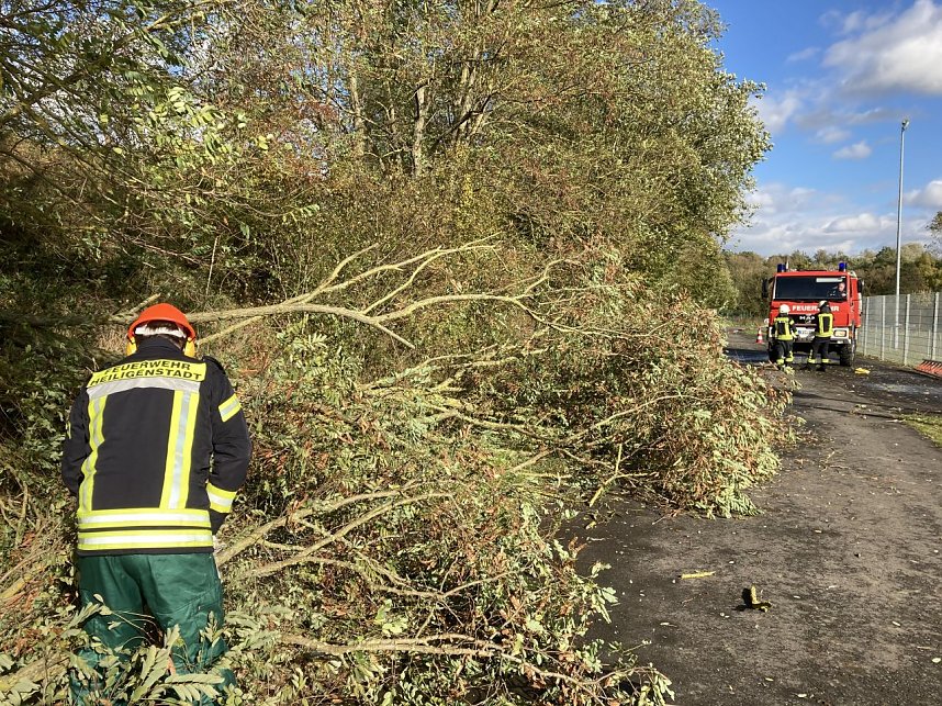B&auml;ume mussten von der Stra&szlig;e ger&auml;umt werden 