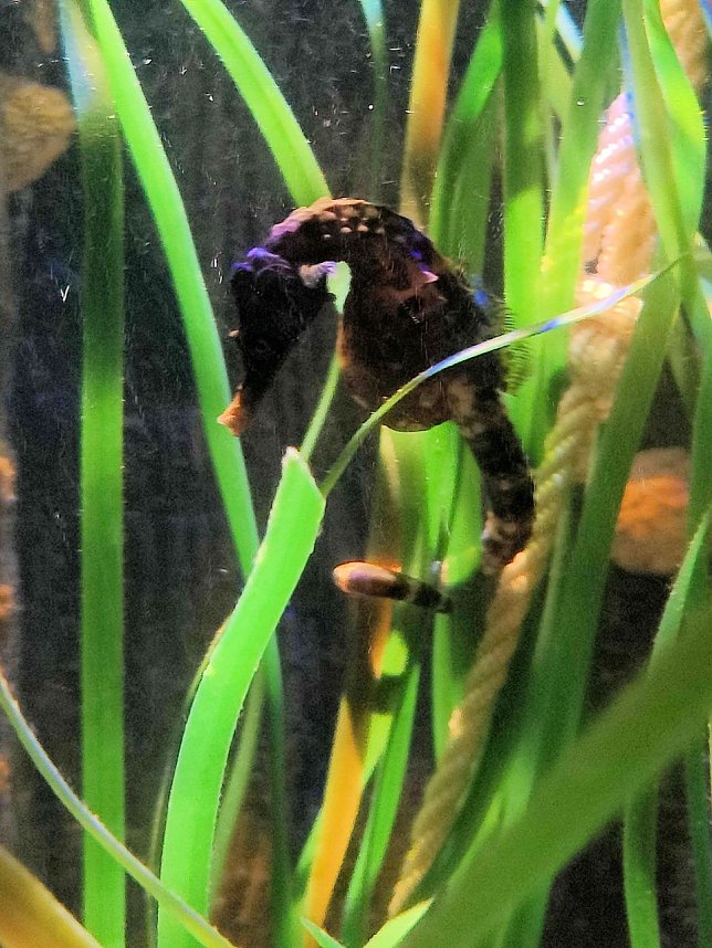 Jahreswechsel in der deutschen Hauptstadt