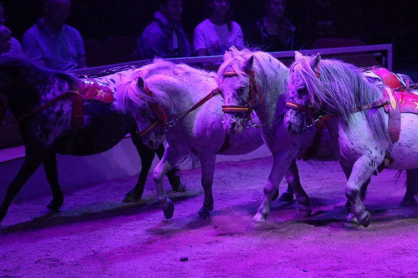 Zirkus in Heiligenstadt