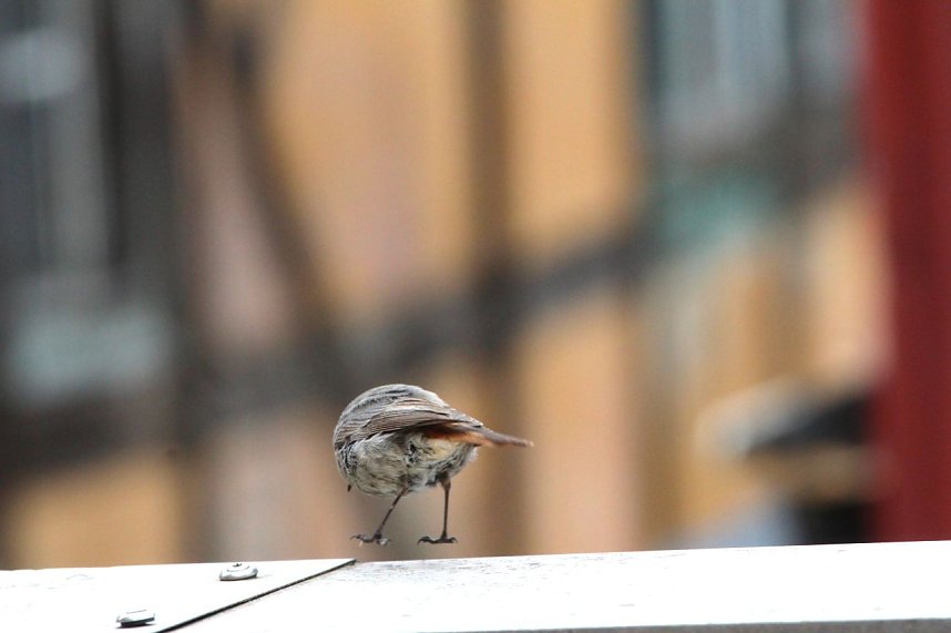 Auch durch H&uuml;pfen waren die M&uuml;cken nicht zu vertreiben