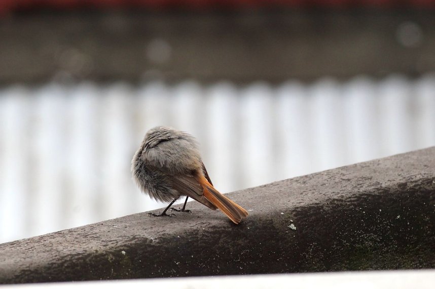 M&uuml;cken verjagen durch Aufplustern?