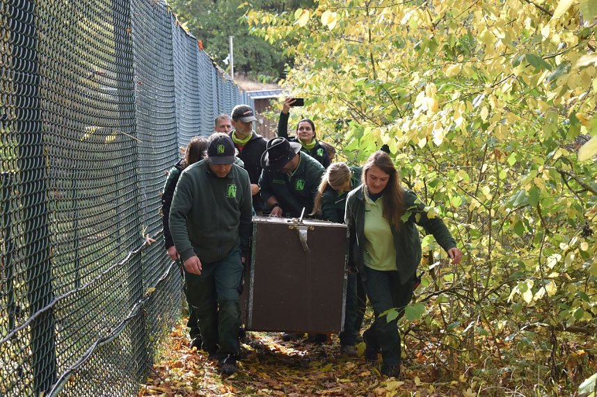 Mit Elba ist der zweite "Waldgeist" im B&auml;renpark eingezogen