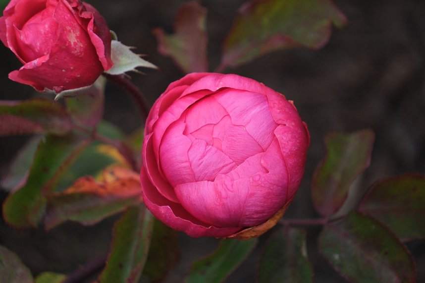 Saisonabschluss im Rosarium