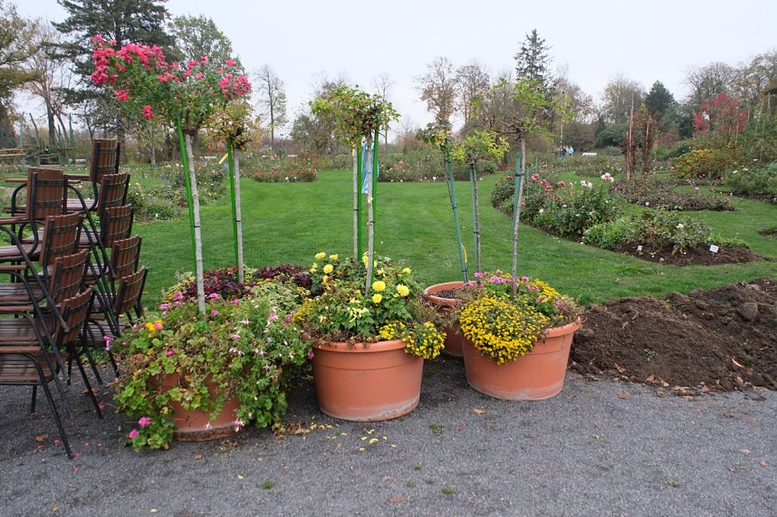 Saisonabschluss im Rosarium