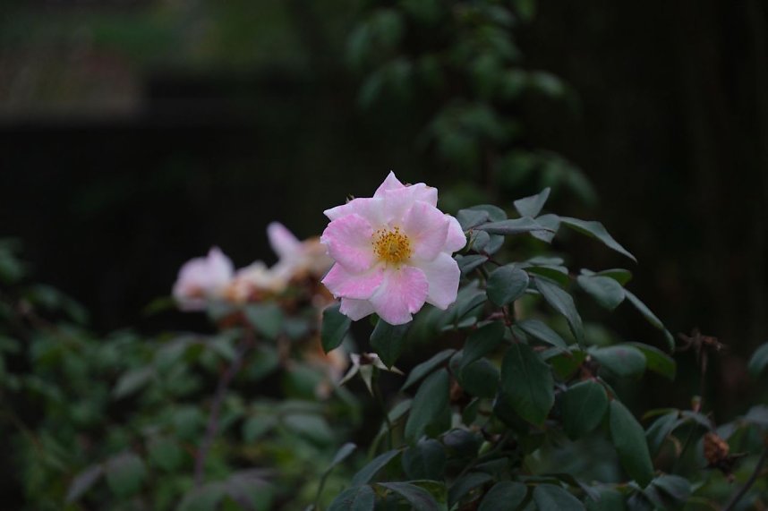 Saisonabschluss im Rosarium