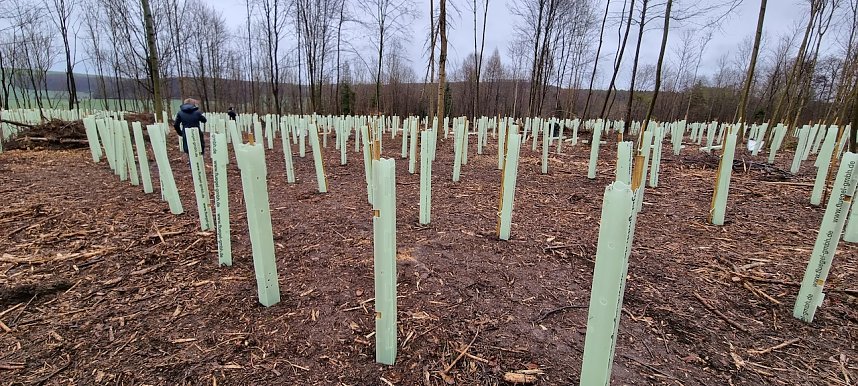 Gymnasiasten pflanzen B&auml;ume