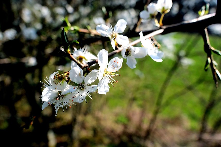 Osterspaziergang im Vorharz