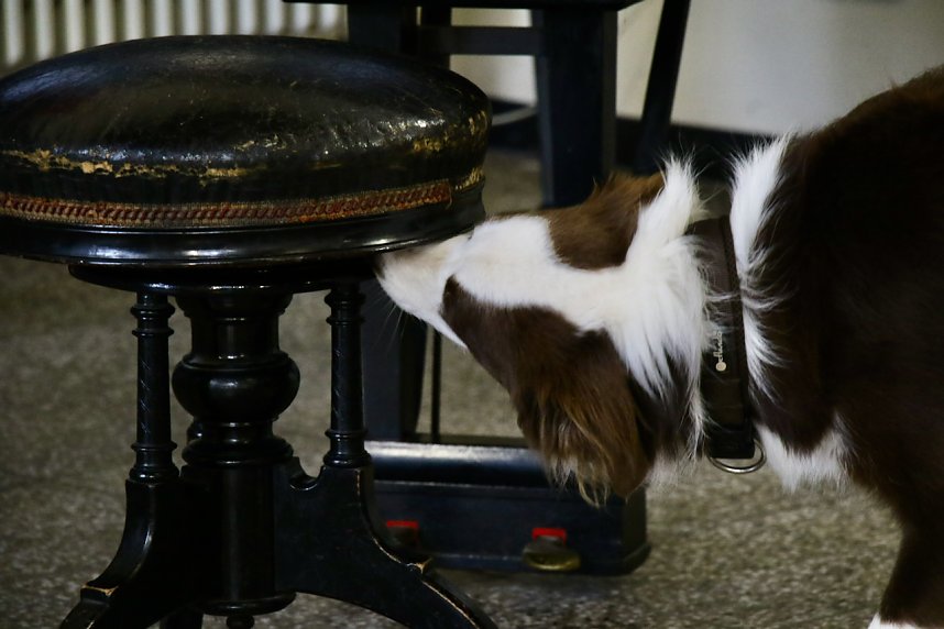 Besuch bei der Nordh&auml;user Hundestaffel