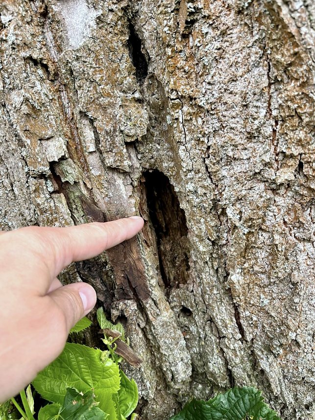 Drei B&auml;ume m&uuml;ssen zur Verkehrssicherung weichen