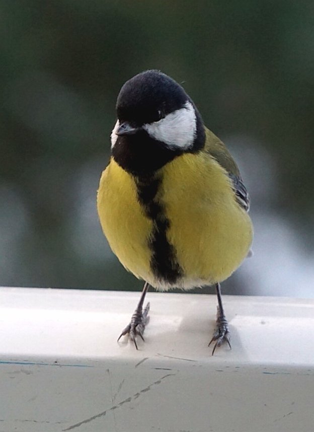 Kohlmeisen freuen sich &uuml;ber eine F&uuml;tterung im Winter