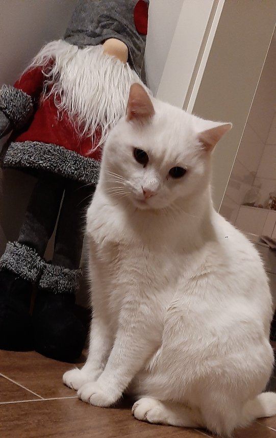 Kater Schneewei&szlig;erchen"