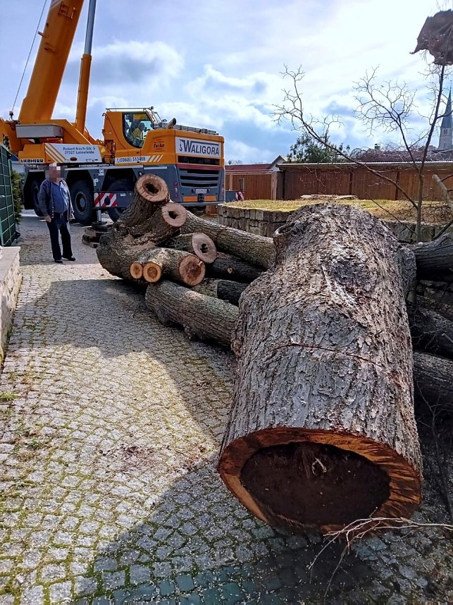Baumf&auml;llung im Ringau unvermeidlich