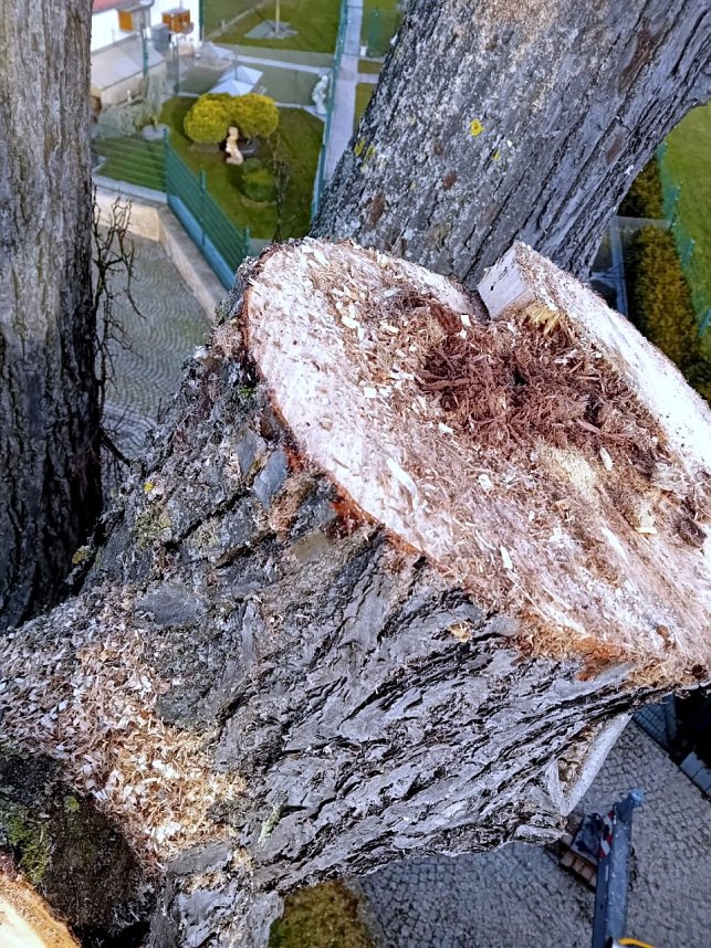 Baumf&auml;llung im Ringau unvermeidlich