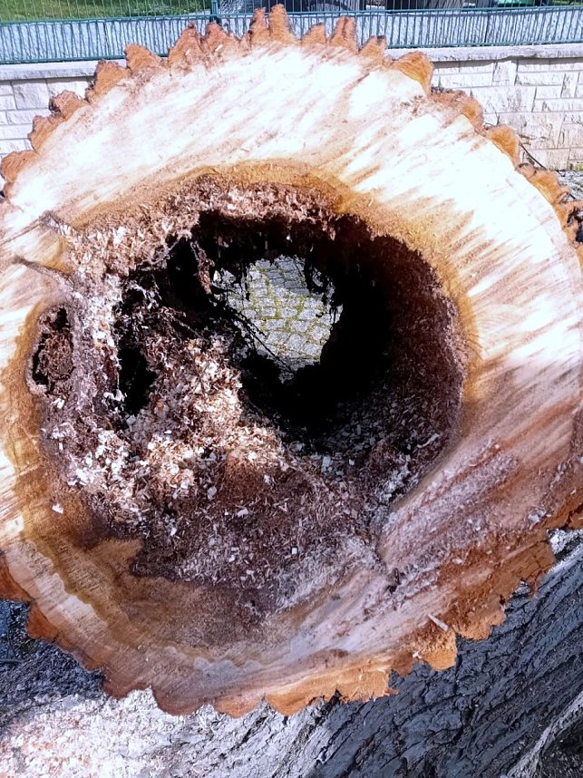 Baumf&auml;llung im Ringau unvermeidlich