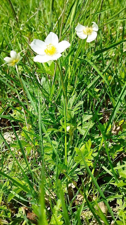Sch&ouml;nheiten der Natur