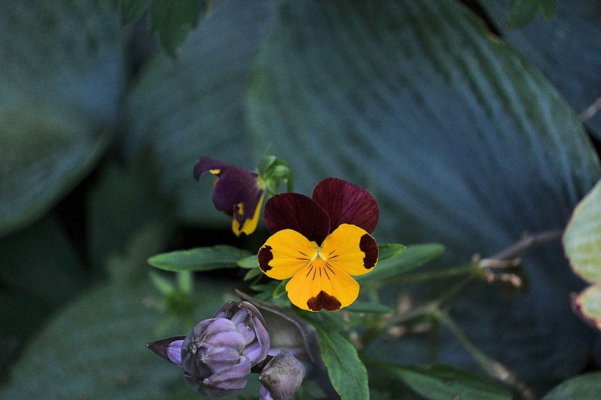 Unterwegs in Wald und Wiese