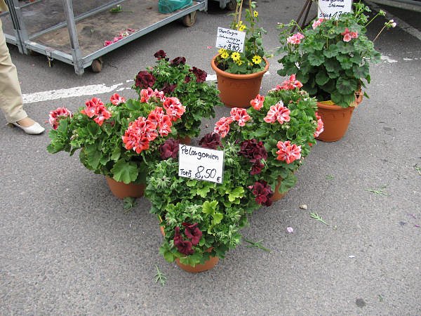 Blumen und mehr