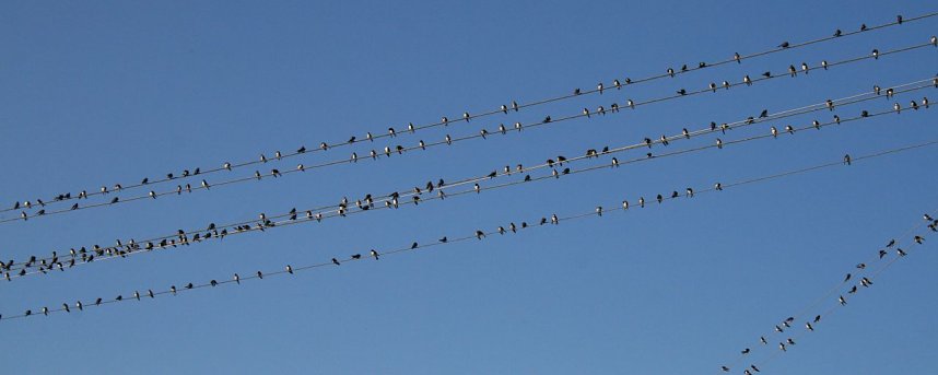 Schwalbenansammlung in Kelbra zum Samstagmorgen