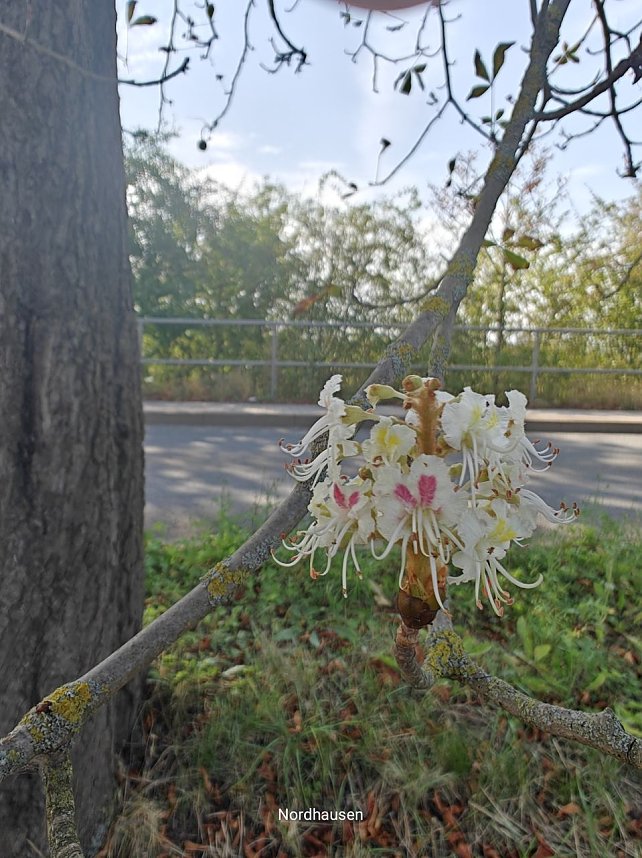 Kastanien bl&uuml;hen im September