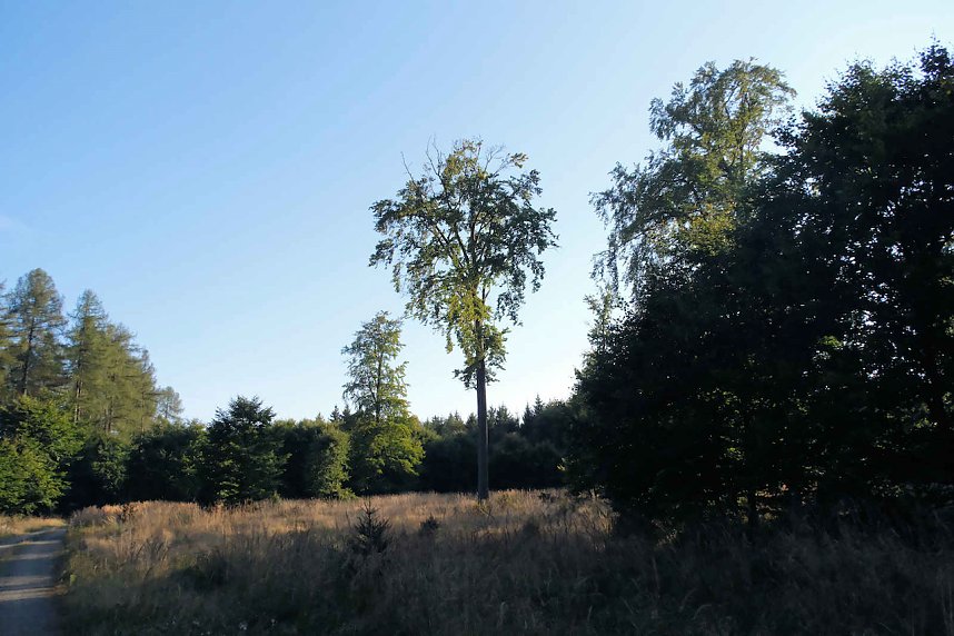 Peter Blei beim Waldspaziergang