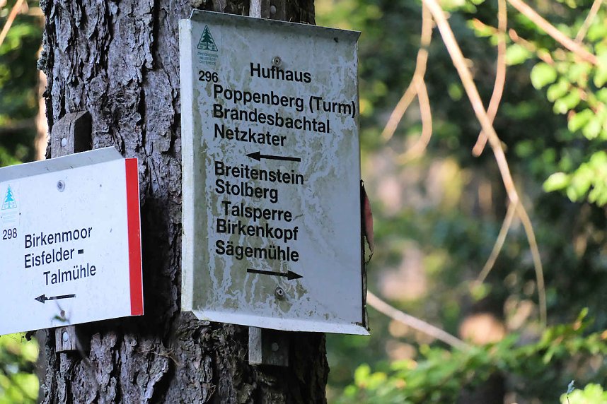 Peter Blei beim Waldspaziergang