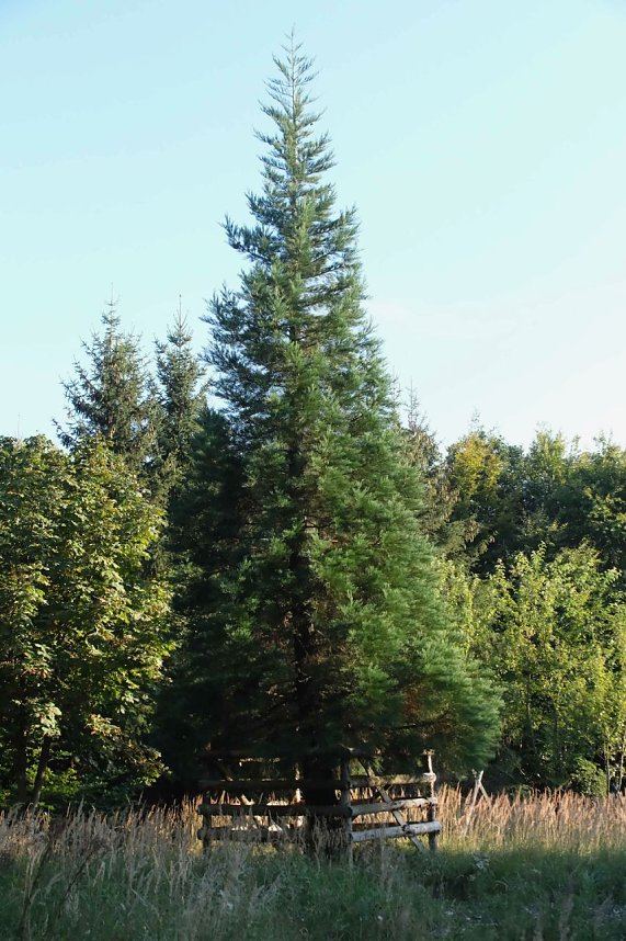 Peter Blei beim Waldspaziergang