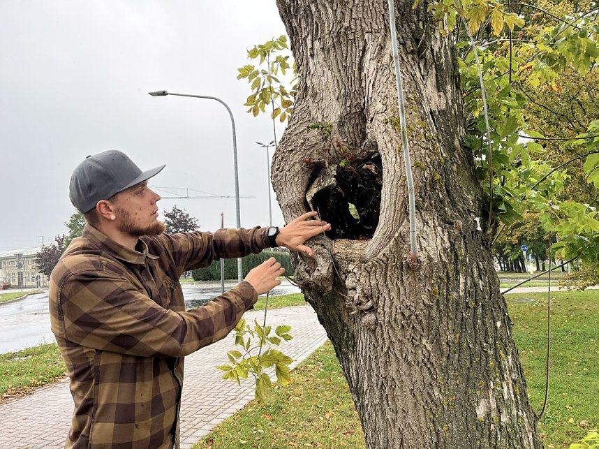 50 B&auml;ume m&uuml;ssen in Leinefelde und Worbis bis Ende Februar fallen