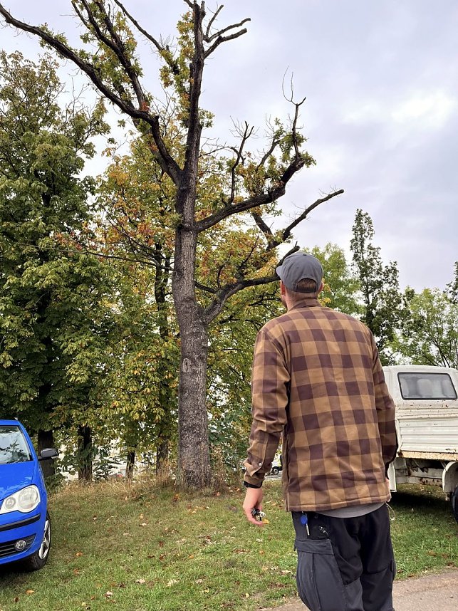 50 B&auml;ume m&uuml;ssen in Leinefelde und Worbis bis Ende Februar fallen