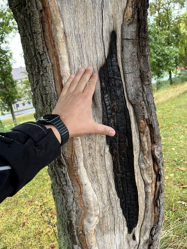 50 B&auml;ume m&uuml;ssen in Leinefelde und Worbis bis Ende Februar fallen