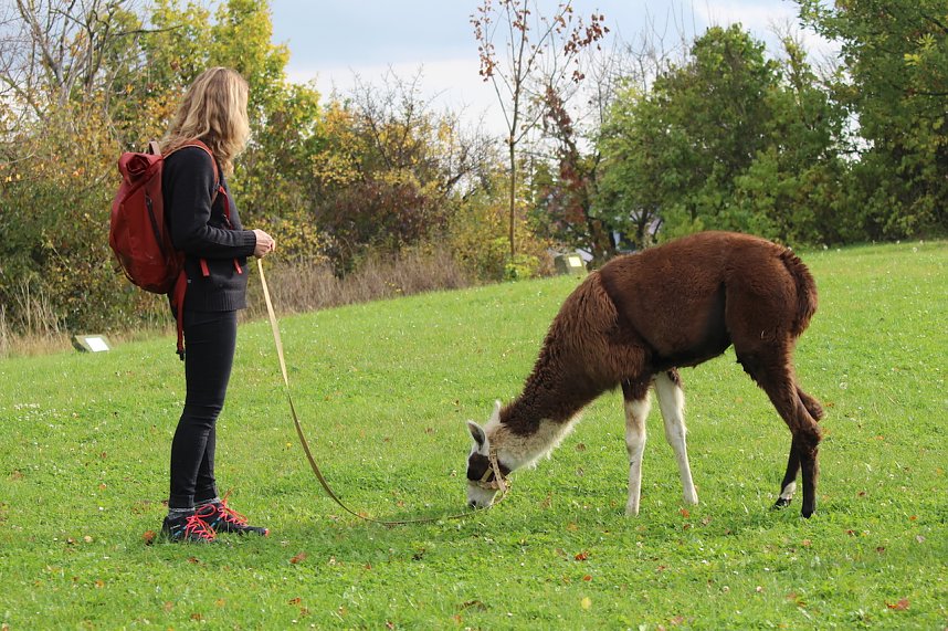 Unterwegs mit den Unstrut Lamas aus Herbsleben