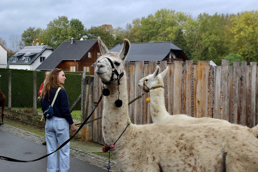Unterwegs mit den Unstrut Lamas aus Herbsleben