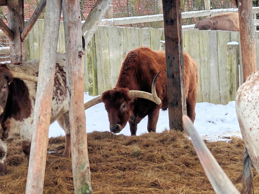 Hundeschlittenrennen im Harz