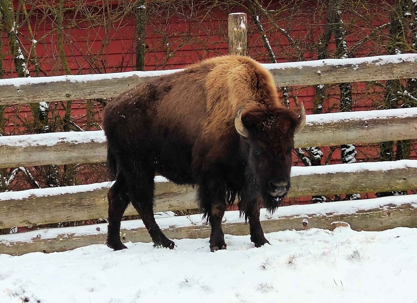 Hundeschlittenrennen im Harz