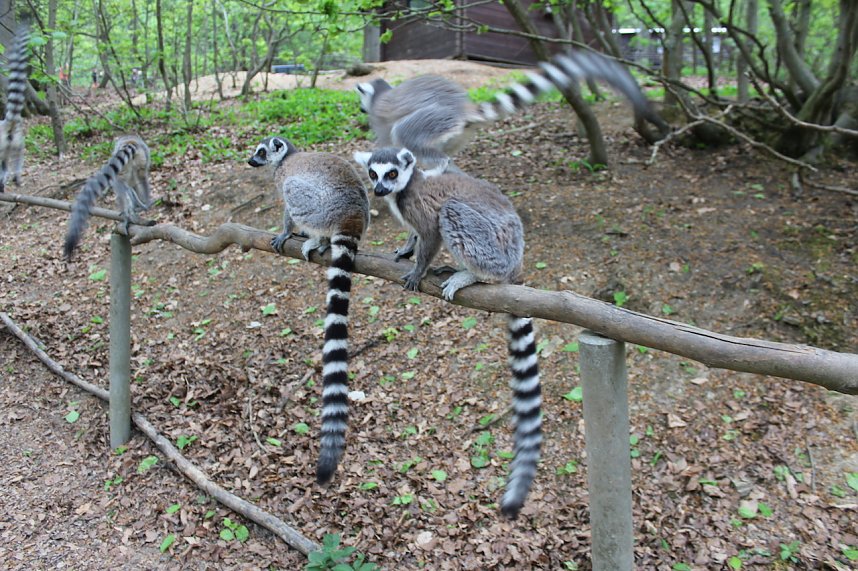 Besuch im Affenpark in Strau&szlig;berg (Th&uuml;ringen)