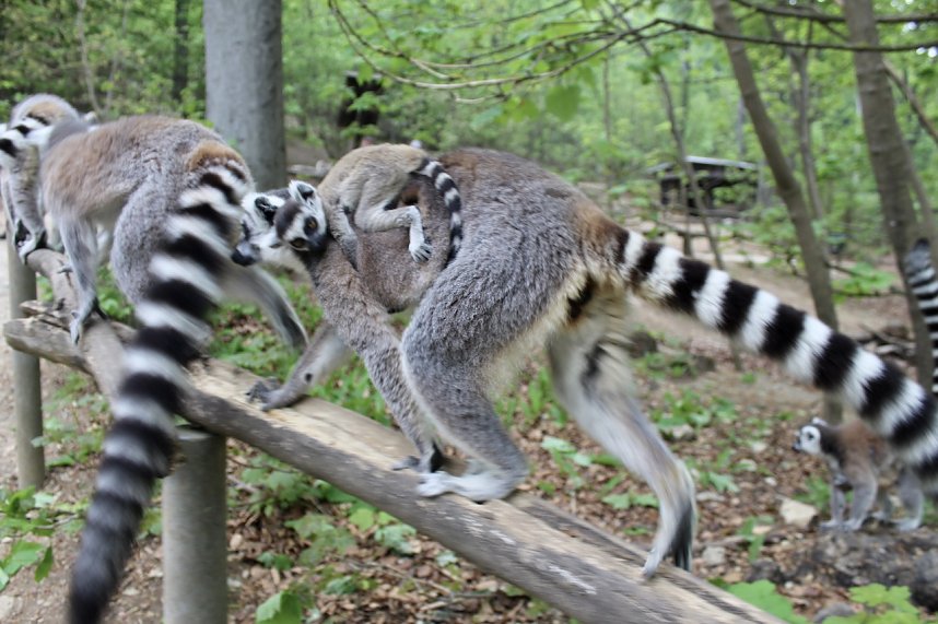 Besuch im Affenpark in Strau&szlig;berg (Th&uuml;ringen)