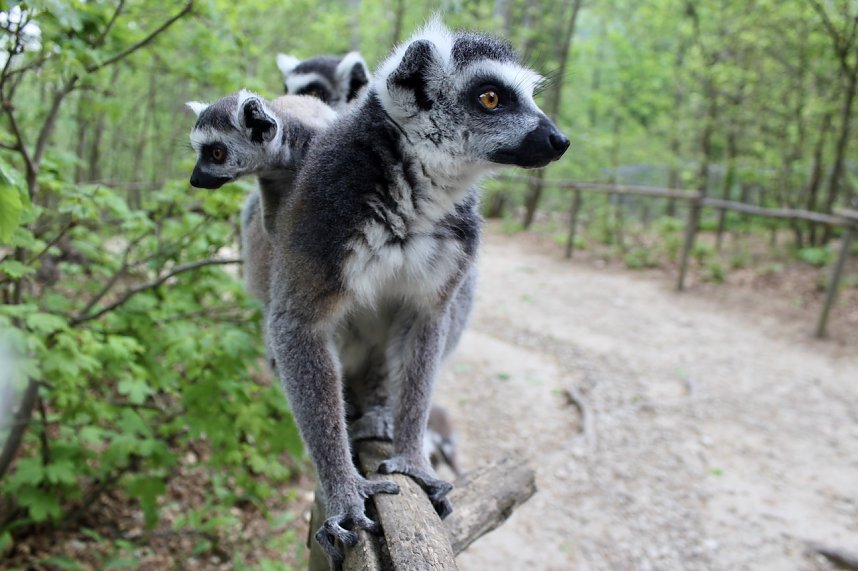 Besuch im Affenpark in Strau&szlig;berg (Th&uuml;ringen)