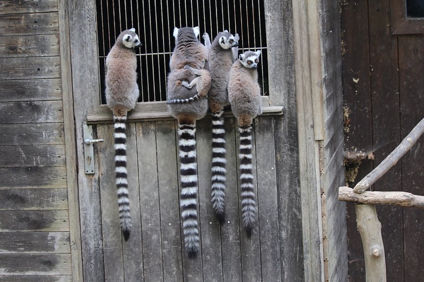 Besuch im Affenpark in Strau&szlig;berg (Th&uuml;ringen)
