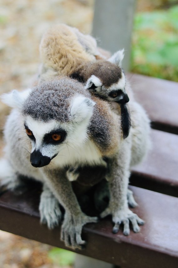 Besuch im Affenpark in Strau&szlig;berg (Th&uuml;ringen)