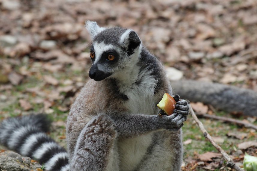 Besuch im Affenpark in Strau&szlig;berg (Th&uuml;ringen)