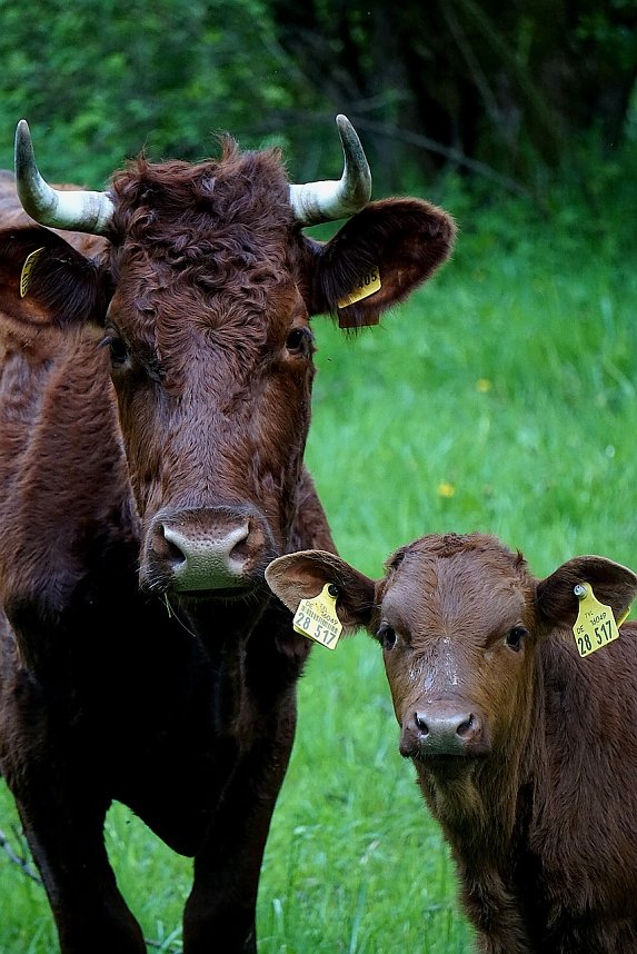 Kuh mit Kalb auf der Weide (3)