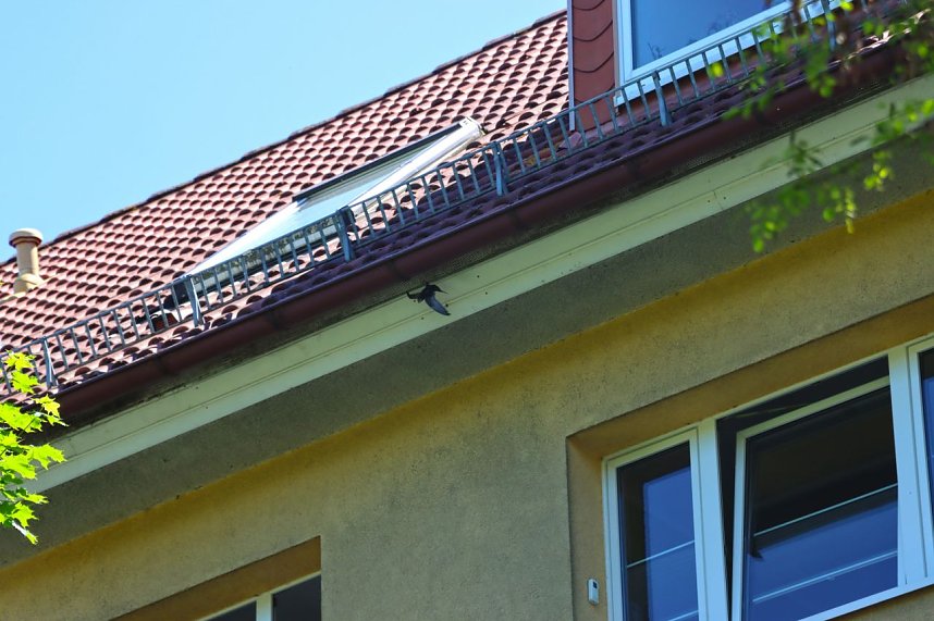 Ein Mauersegler war in Heiligenstadt in Gefahr geraten. 