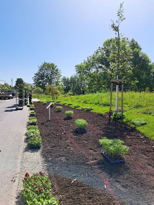 Neue Pflanzen ziehen auf dem Gel&auml;nde der Landesgartenschau ein.