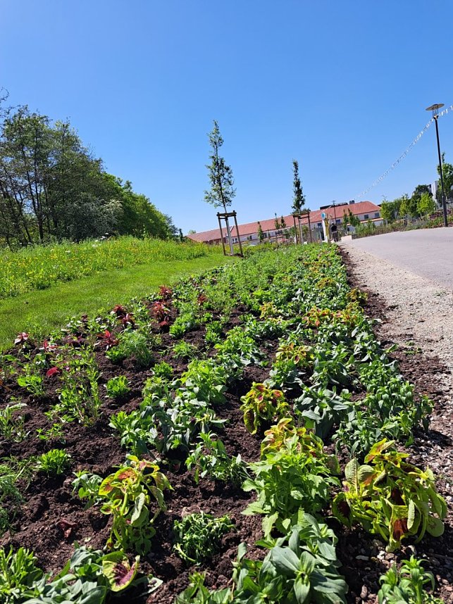 Neue Pflanzen ziehen auf dem Gel&auml;nde der Landesgartenschau ein.