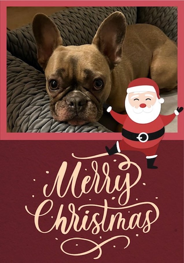 Bild: Bulldogge mit Weihnachtsgruss
